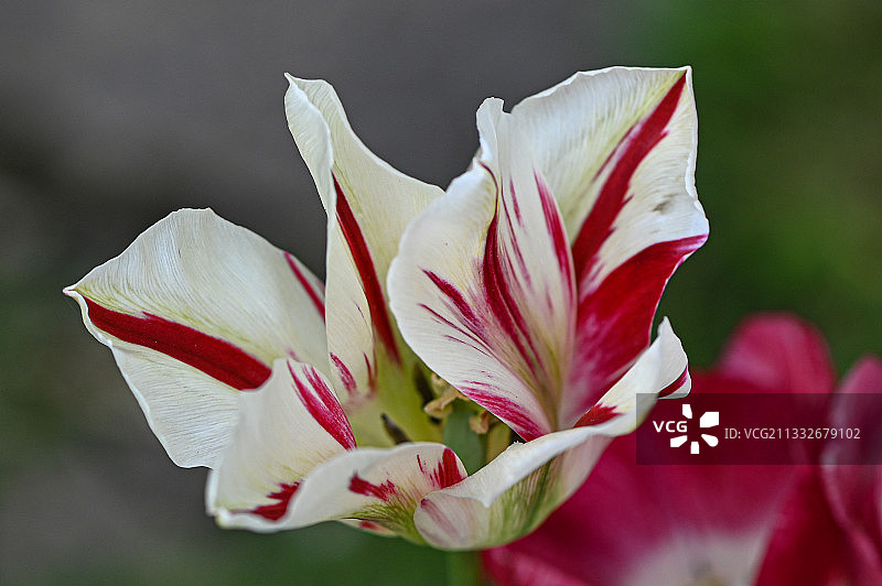 白色玫瑰花特写，英国沃明斯特图片素材