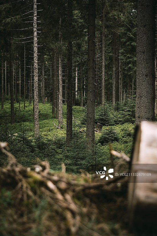 德国森林中的树木图片素材