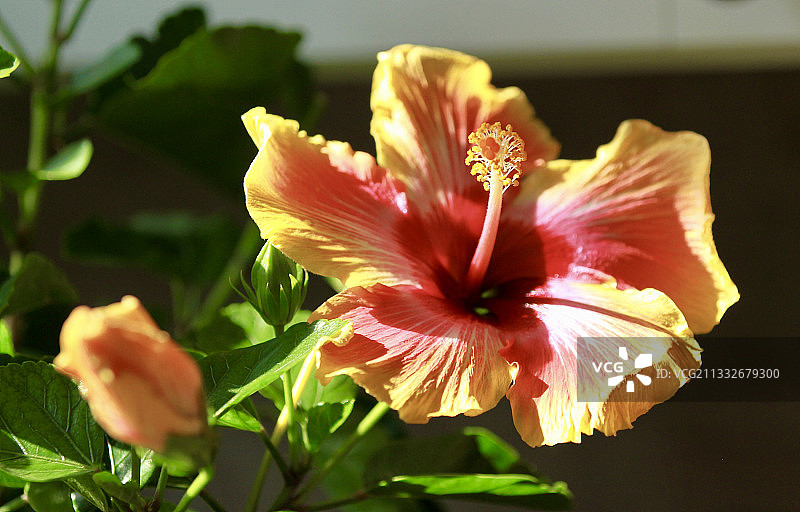 木槿花特写，新泽西州海洋城，美国图片素材