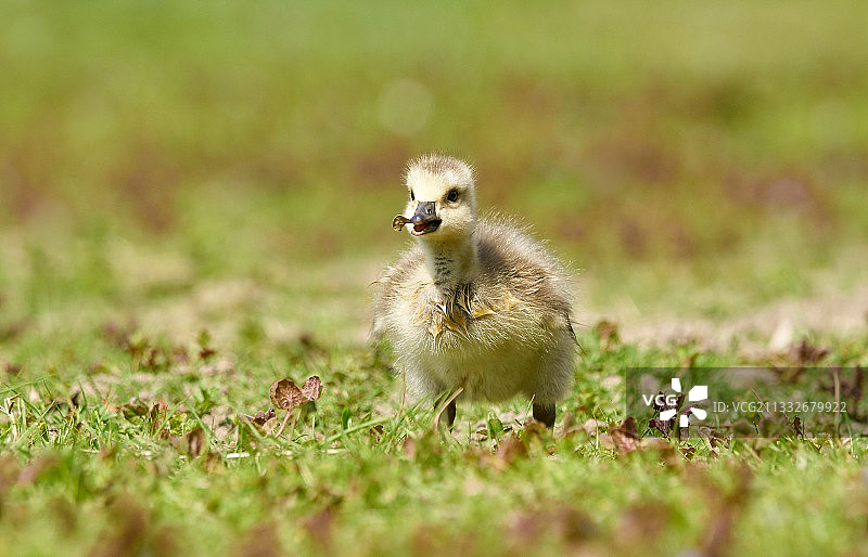 在草地上玩耍的可爱宝宝图片素材