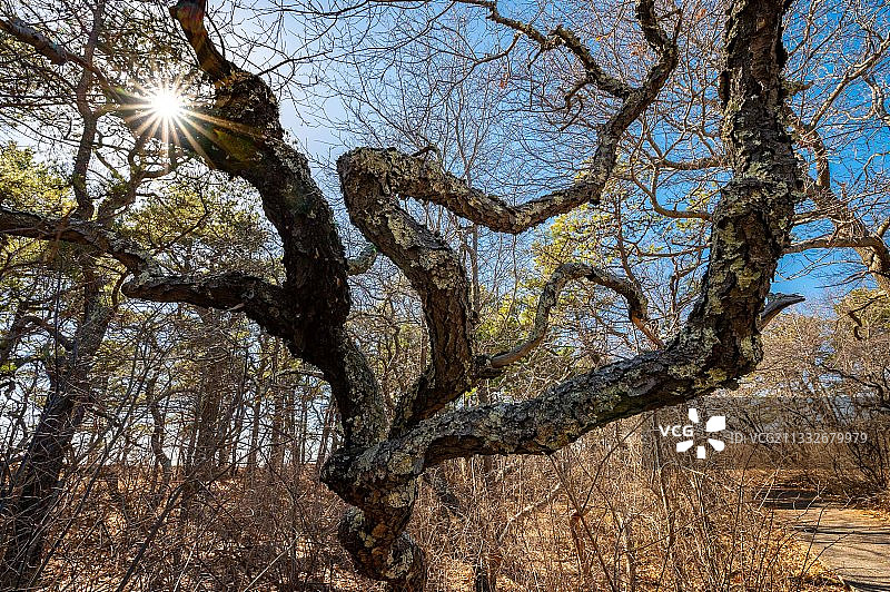 美国马萨诸塞州梅花岛的树木仰视图片素材
