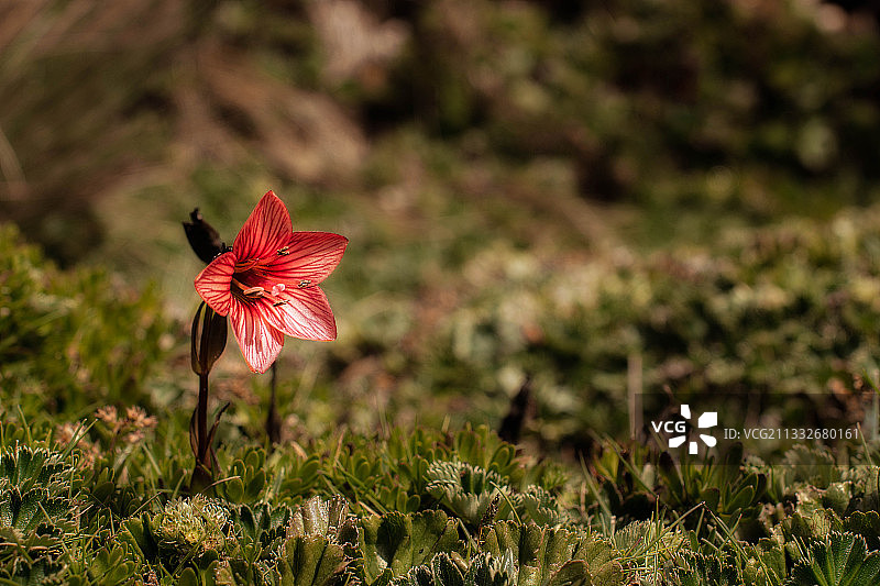 厄瓜多尔田野上的红色花朵特写图片素材