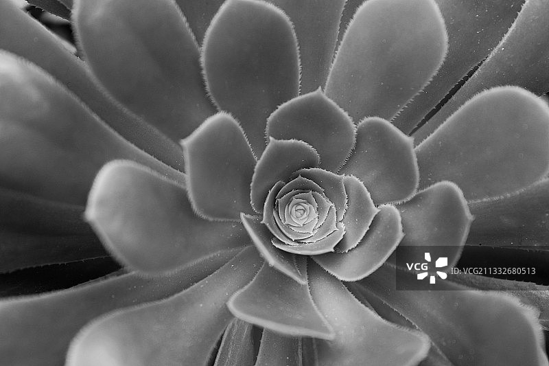 肉质植物特写图片素材