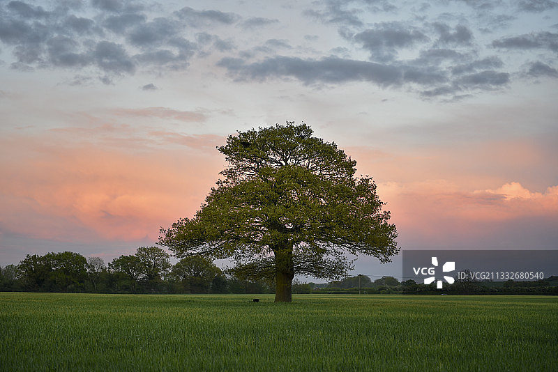 日落时分英国史蒂夫尼奇田野上的树木图片素材