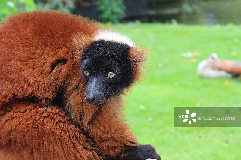猴子在田野上的特写图片素材