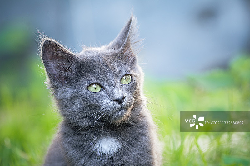 猫的特写肖像图片素材