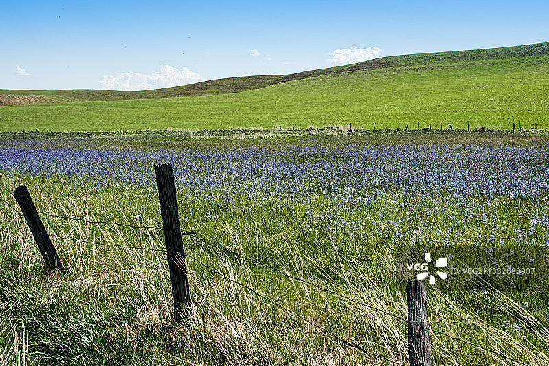 华盛顿州科尔法克斯的田野风光图片素材