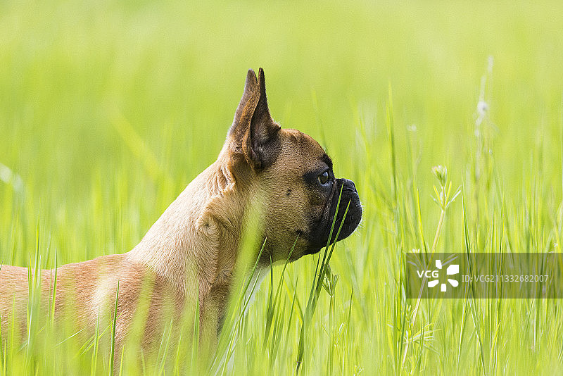 草地上法国斗牛犬纯种犬特写，保加利亚索非亚图片素材