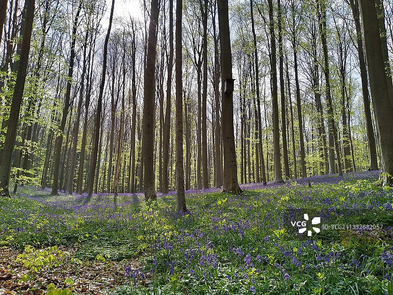 比利时 Hallerbos 花径的开花植物景观图片素材