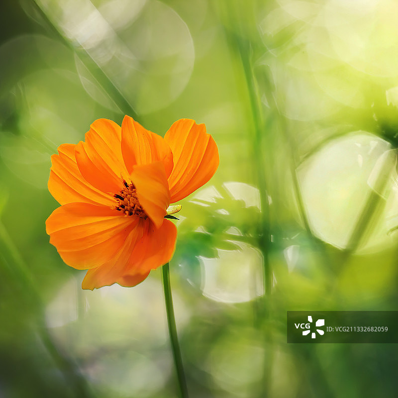 巴西南里奥格兰德州阿雷格里港橙色波斯菊花朵特写图片素材