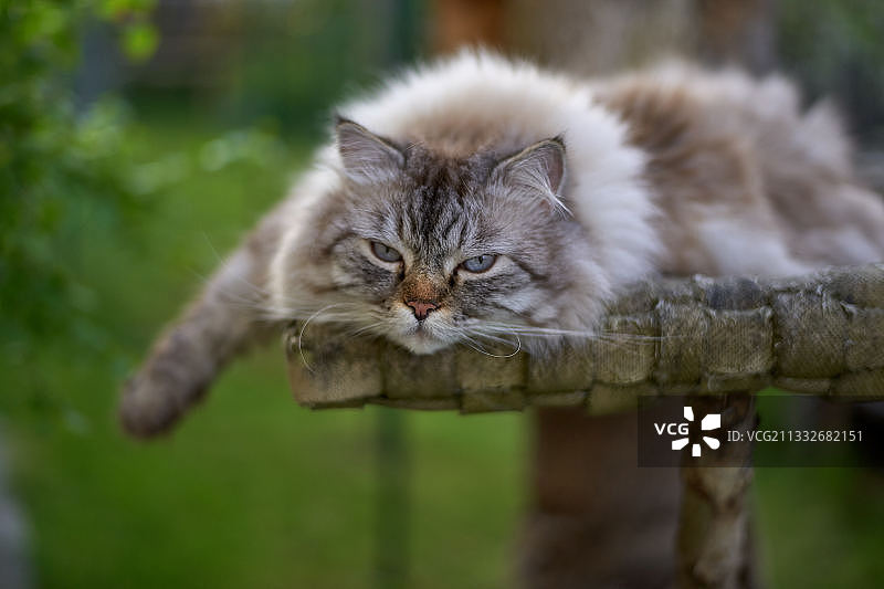 木头上的猫咪特写，德国图片素材