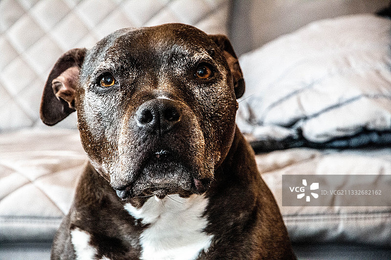 比特犬特写肖像，坐在家里的床上图片素材