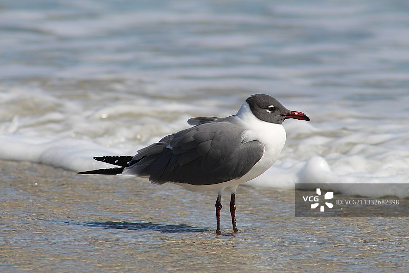 海边栖息的笑鸥近景图片素材