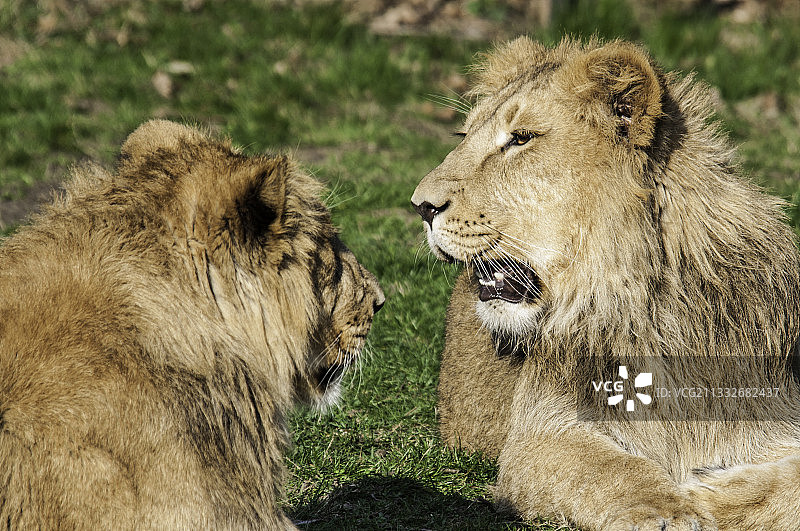比利时图尔豪特休息中的两只狮子图片素材