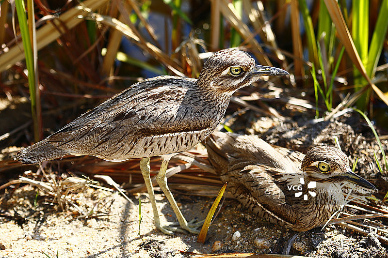 鸟类栖息在南非克鲁格国家公园田野上的特写图片素材