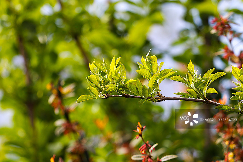 开花植物叶子特写图片素材