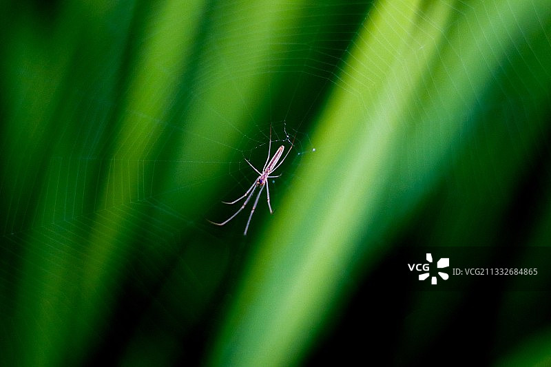 蜘蛛网上的蜘蛛特写图片素材
