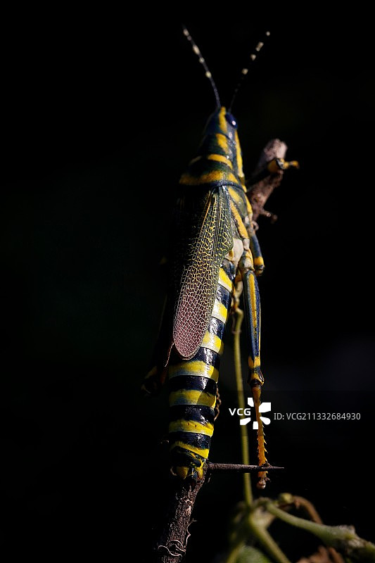 特写：黑色背景下植物上的昆虫，印度古吉拉特邦艾哈迈达巴德图片素材