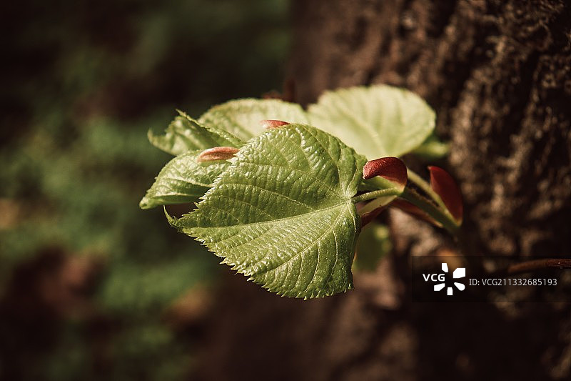 植物绿叶的特写图片素材