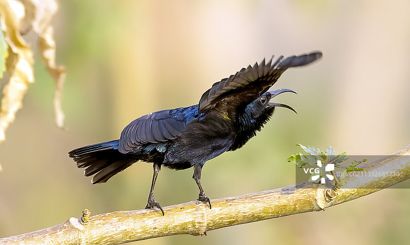 鸟栖息在树枝上的特写图片素材