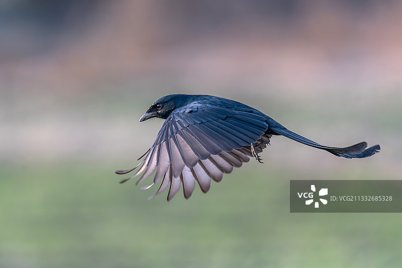 尼泊尔巴克塔普尔，户外飞翔的鸟儿特写图片素材