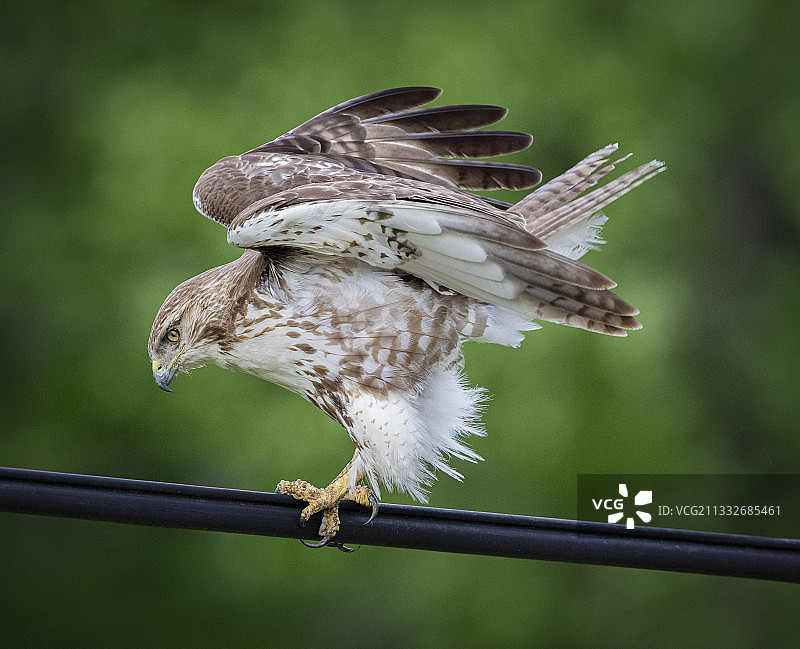 栖息在金属上的猛禽特写，美国图片素材