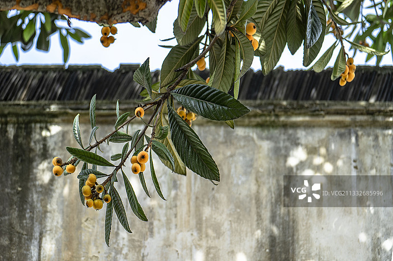 枇杷图片素材