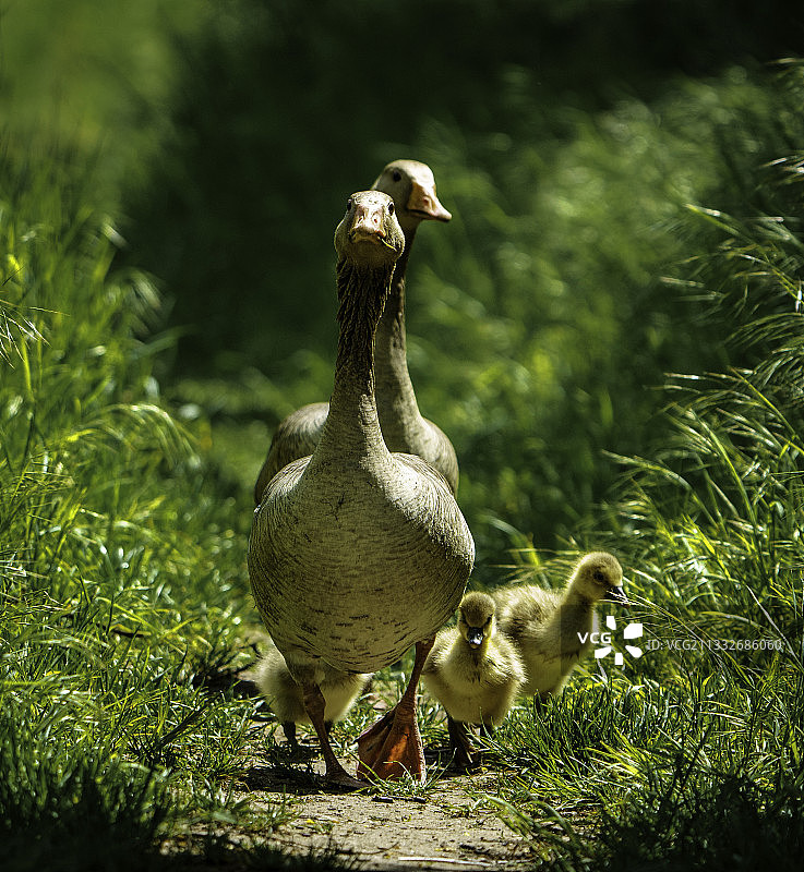 栖息在田野上的鸟类特写，德国图片素材