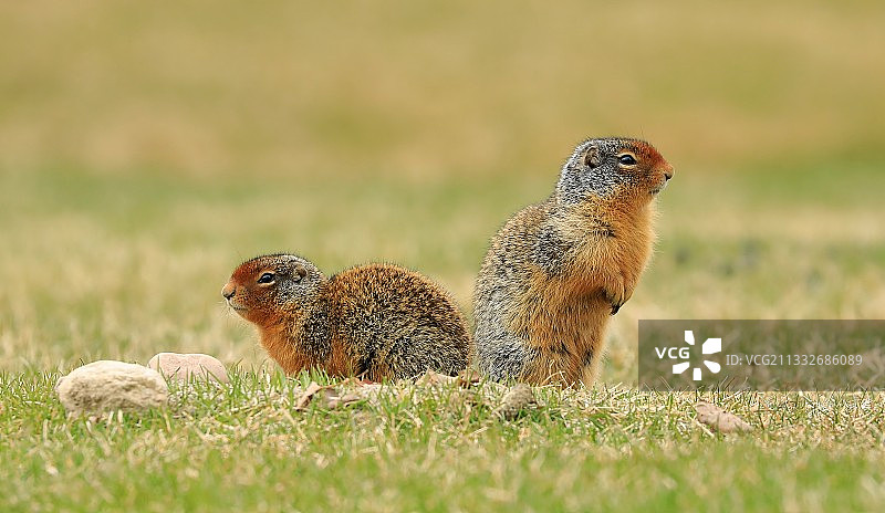 哥伦比亚地松鼠在草地上特写图片素材