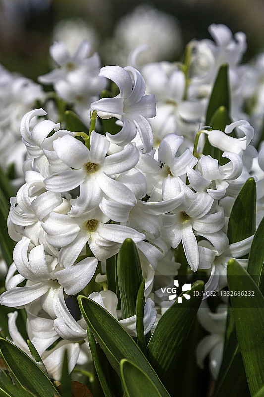 白色开花植物特写，加拿安大略省萨尼亚图片素材