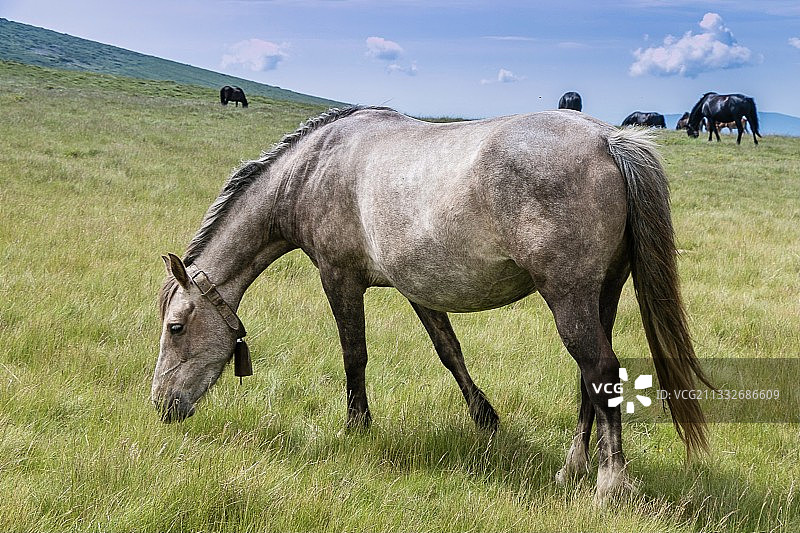 马站在草地上的侧视图，保加利亚特罗扬图片素材