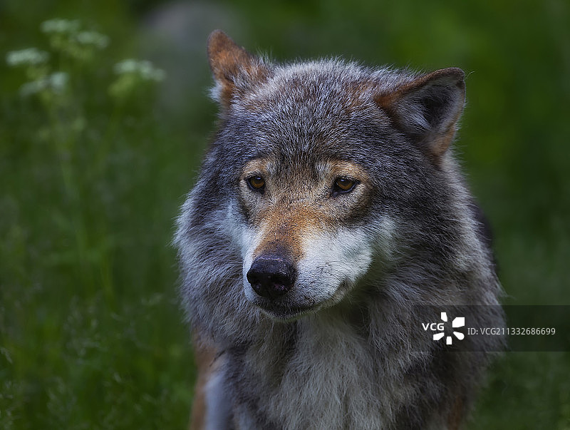 灰狼特写图片素材