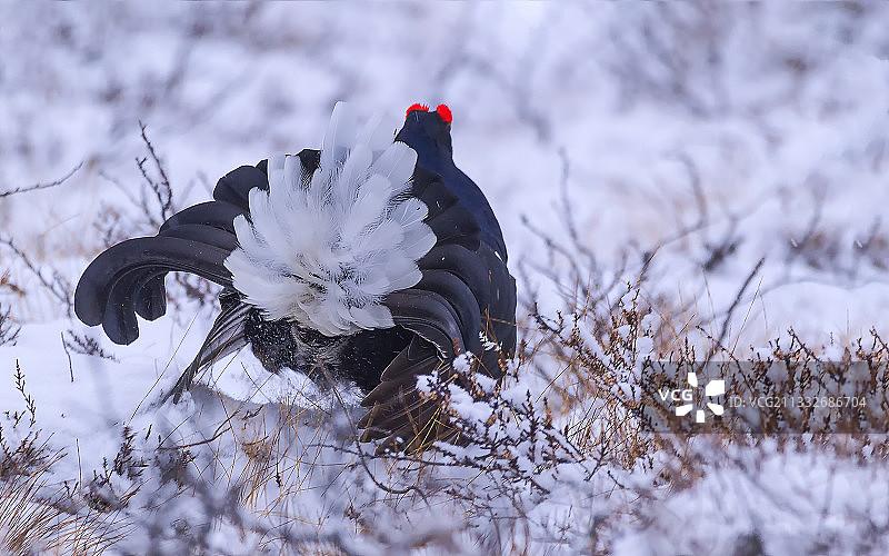 雪地特写图片素材