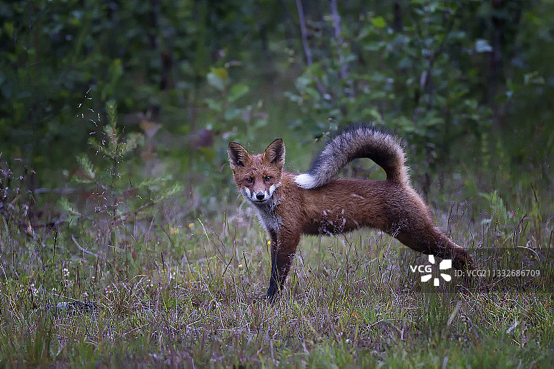 草地上站立的红狐肖像图片素材