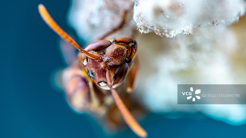 黄蜂母后图片素材