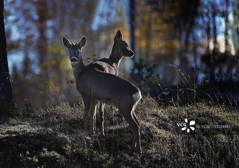 原野上的野生鹿肖像图片素材