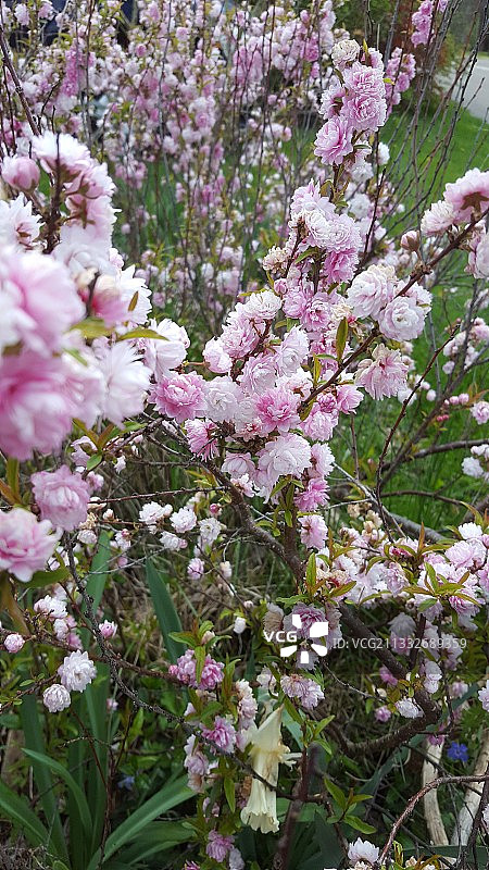 美国的粉色樱花特写图片素材