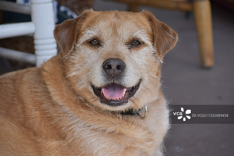 狗的特写肖像图片素材