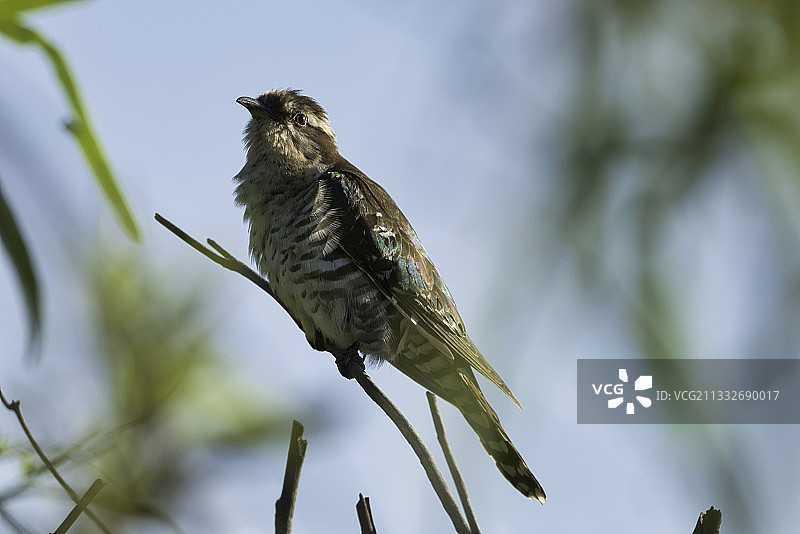 南非比勒陀利亚国家公园鸣禽栖息枝头仰视景观图片素材