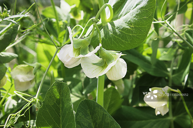 开花植物的特写图片素材