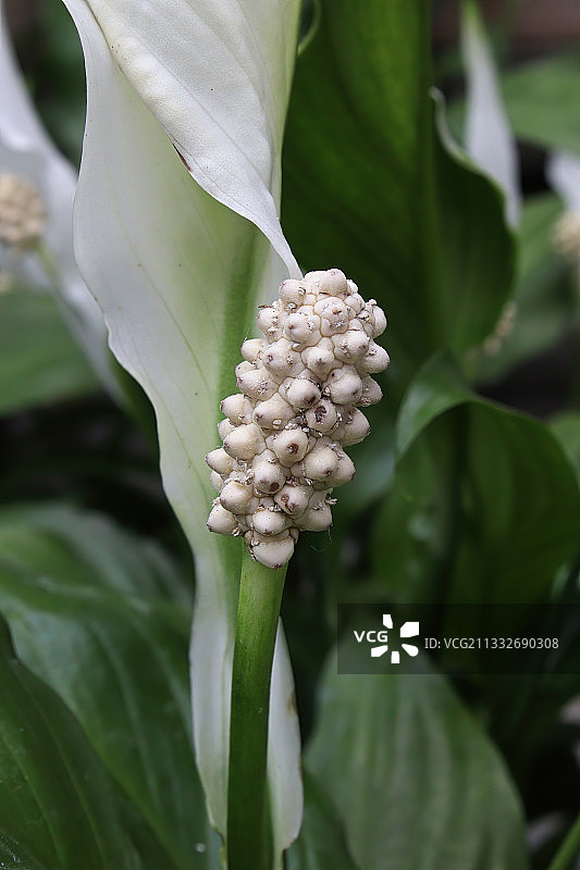 特写的白色开花植物图片素材