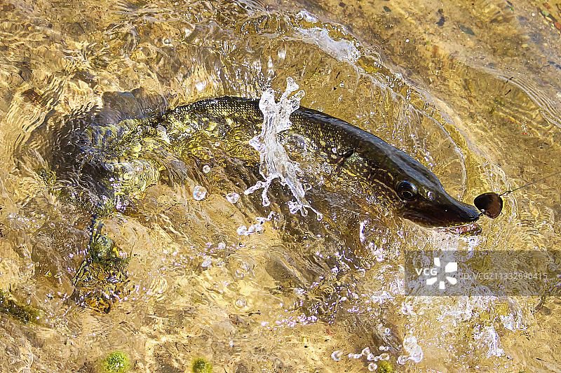 海中游泳的鱼（高角度）图片素材