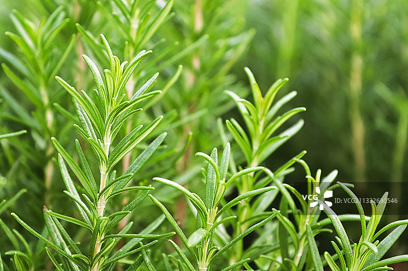 新鲜绿色植物的特写图片素材