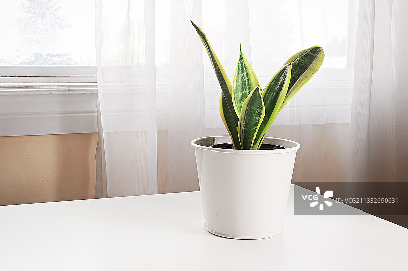 窗边桌子上的盆栽植物特写图片素材