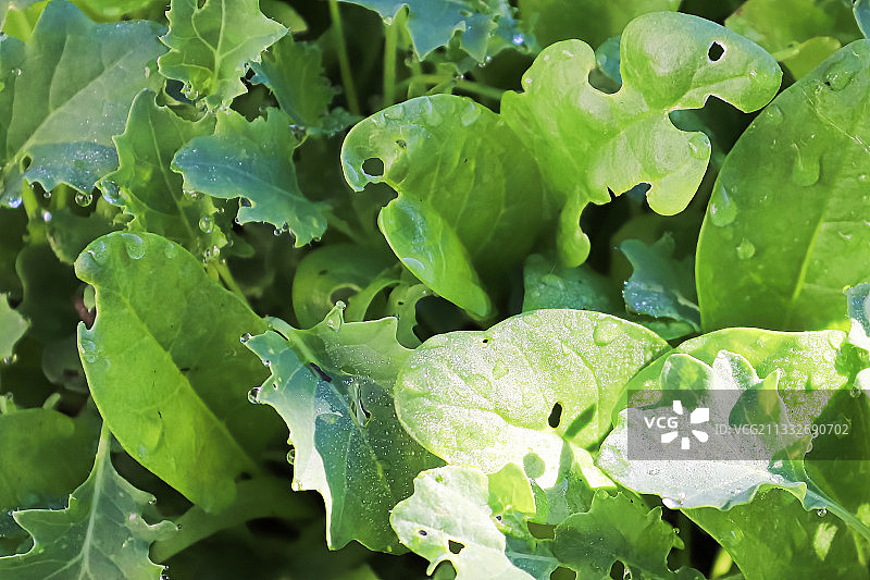 湿润的叶类蔬菜特写图片素材
