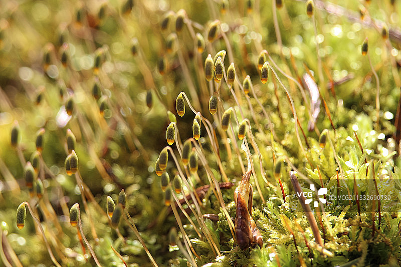 农田植物生长的特写图片素材