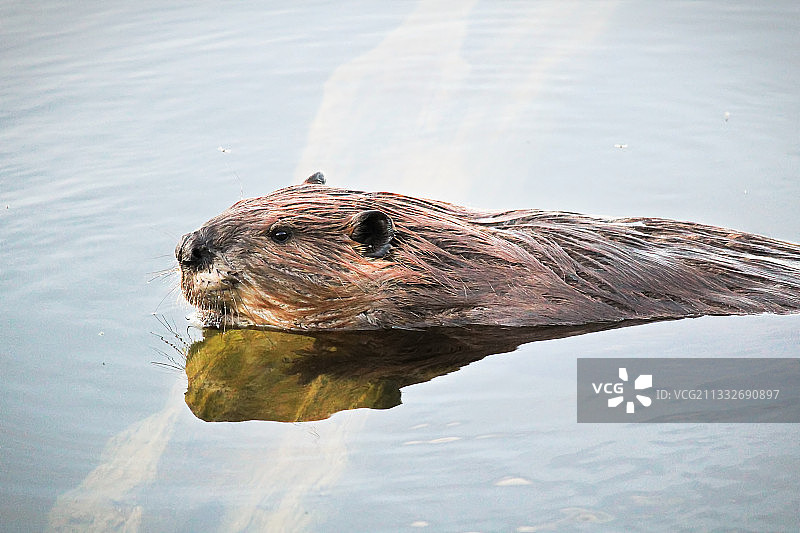 湖中游泳的海豹特写图片素材