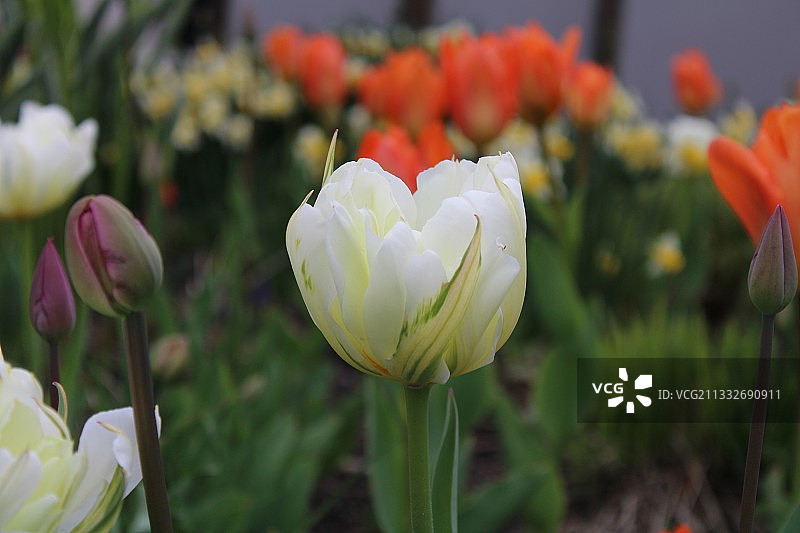 白色郁金香特写，多伦多，安大略省，加拿大图片素材