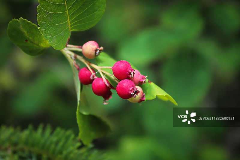 浆果生长在树上的特写图片素材
