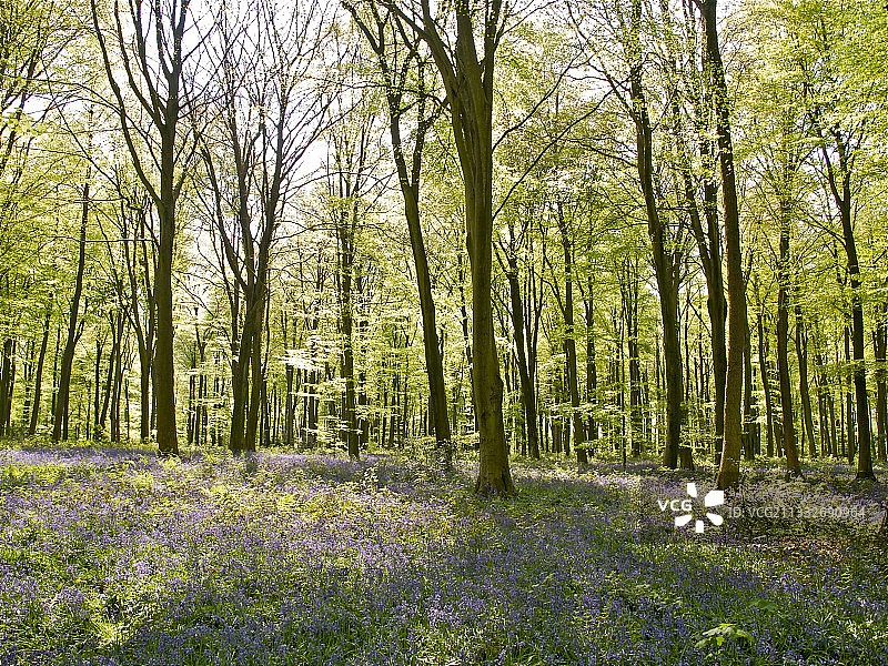 英国温切斯特米歇尔德弗森林的树木景色图片素材
